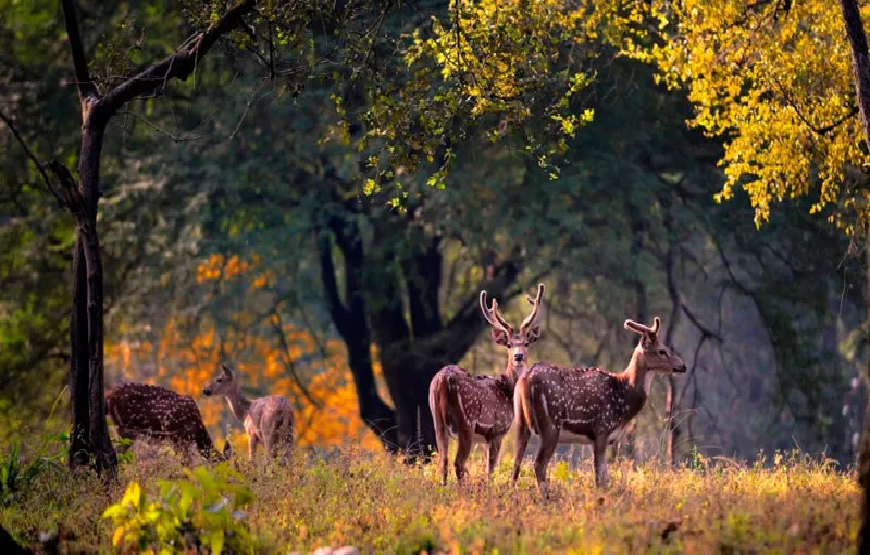 Exotic Corbett Nainital Tour Package