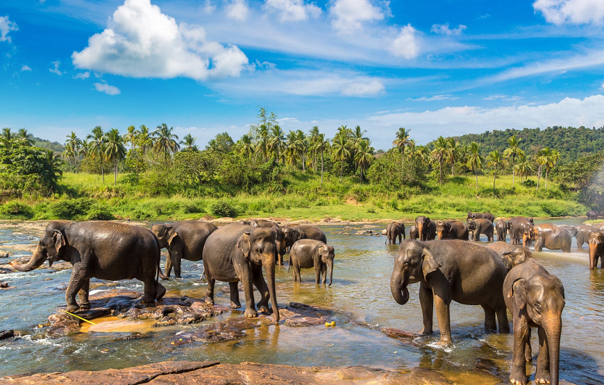 Amazing Sri Lanka Tour Package